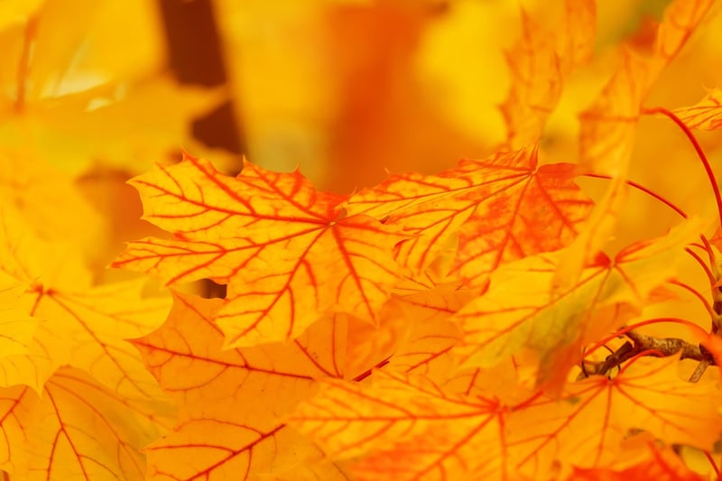 Fall Vertical Garden