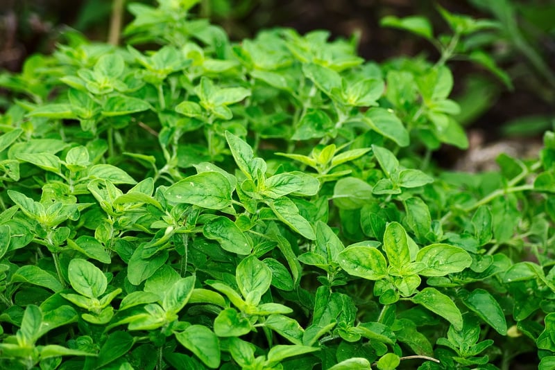 Herbs