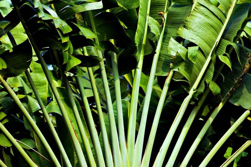 Pothos