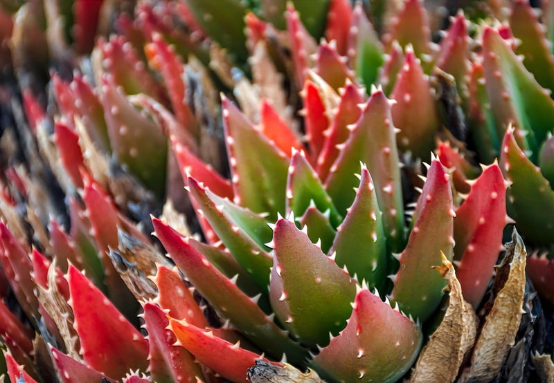 Succulent