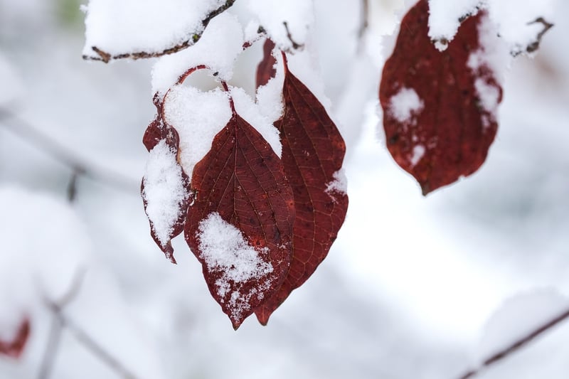 Winter Vertical Garden